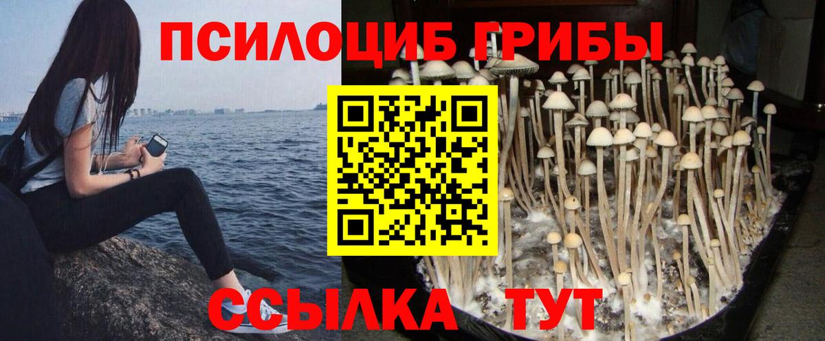 Псилоцибиновые грибы Psilocybine cubensis  Вход с VPN  Калуга 